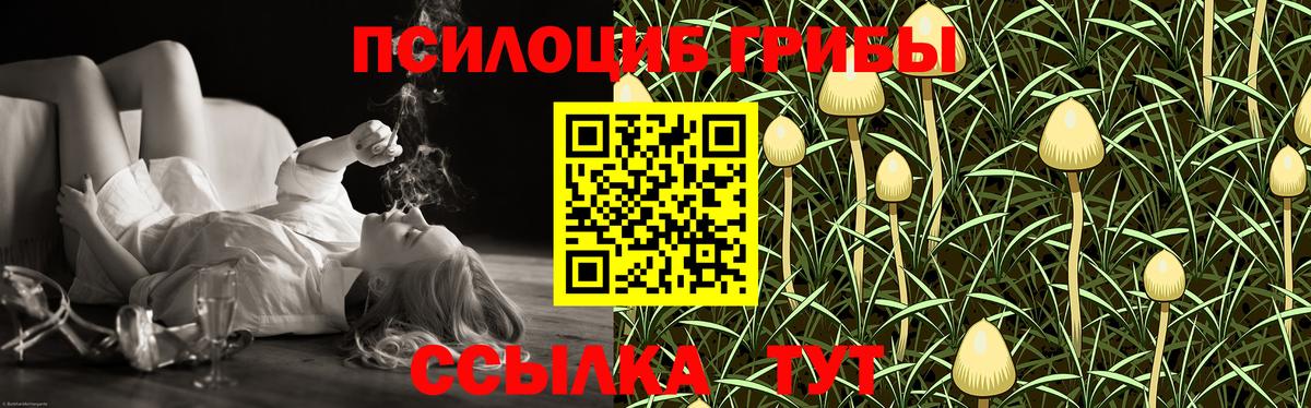 Псилоцибиновые грибы Psilocybine cubensis Боровичи